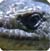 Lizard